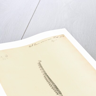 Lumbricus marinus [Lugworm] by William Clift