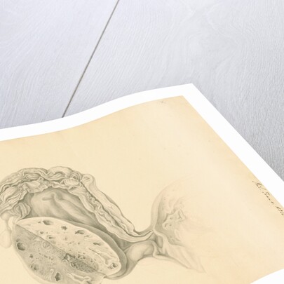 Human ovary by Franz Andreas Bauer