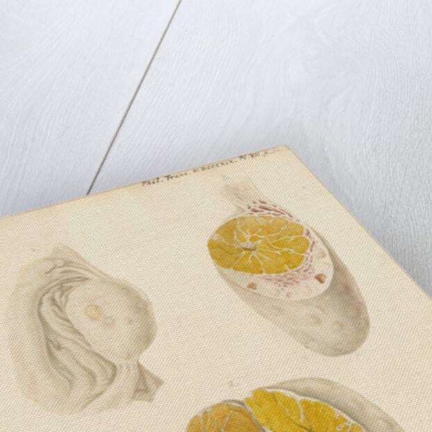 Ovaries of a cow by Franz Andreas Bauer