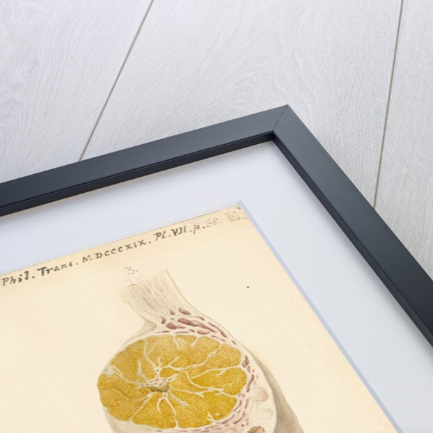 Ovaries of a cow by Franz Andreas Bauer