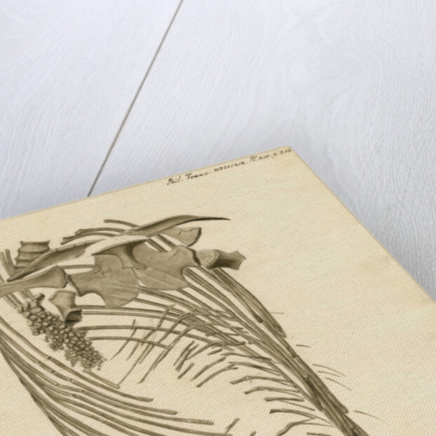 Fossil ribs, sternum and vertebrae of the Proteo-saurus [Ichthyosaur] by Henry Thomas de la Beche