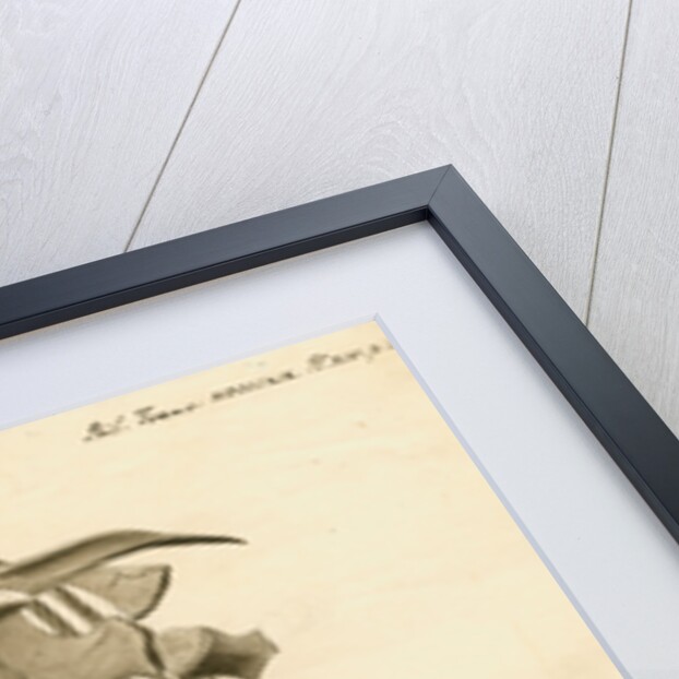 Fossil ribs, sternum and vertebrae of the Proteo-saurus [Ichthyosaur] by Henry Thomas de la Beche