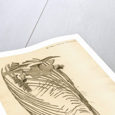 Fossil ribs, sternum and vertebrae of the Proteo-saurus [Ichthyosaur] by Henry Thomas de la Beche