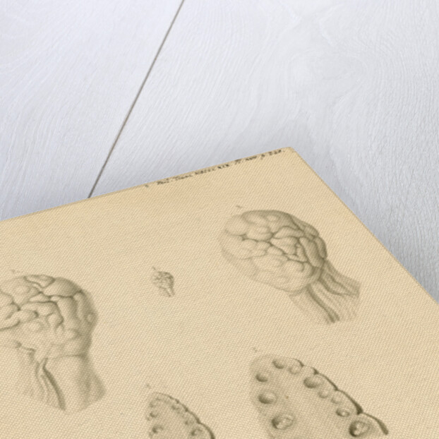 Ovaries of an American Opossum by Franz Andreas Bauer