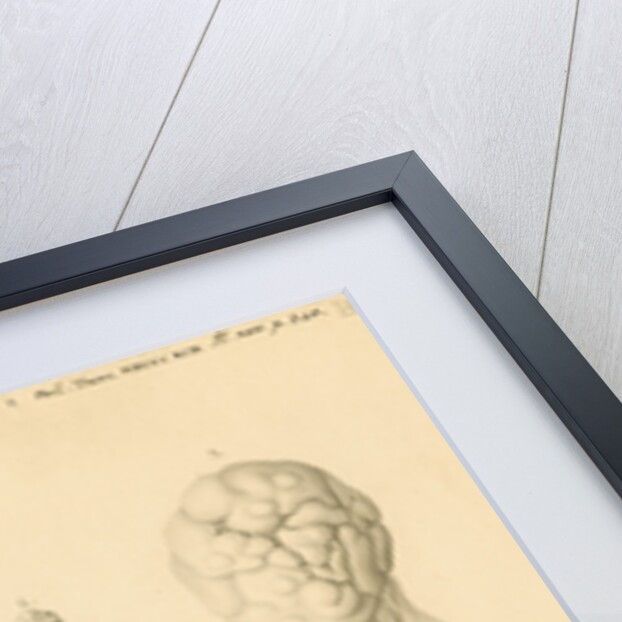 Ovaries of an American Opossum by Franz Andreas Bauer