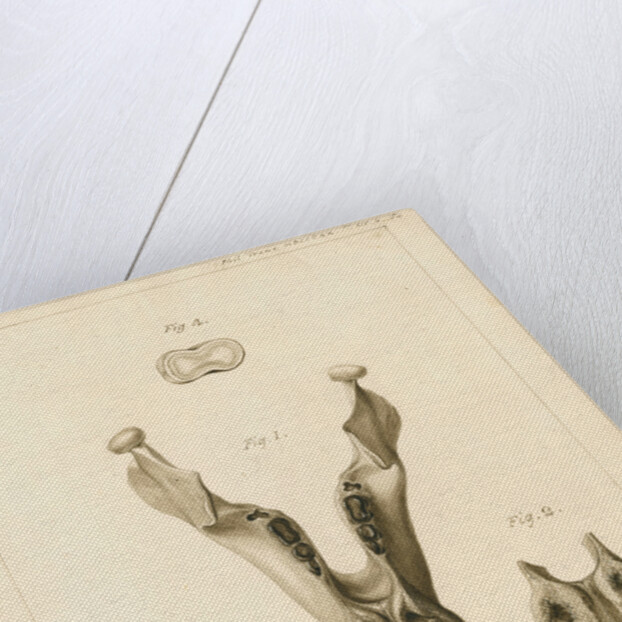 Lower jaw and teeth of a dugong by William Home Clift