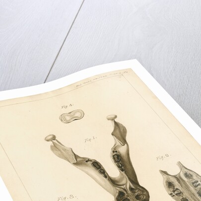 Lower jaw and teeth of a dugong by William Home Clift