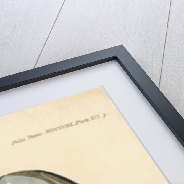 Nasal bones of the Proteosaurus [Ichthyosaur] by William Clift