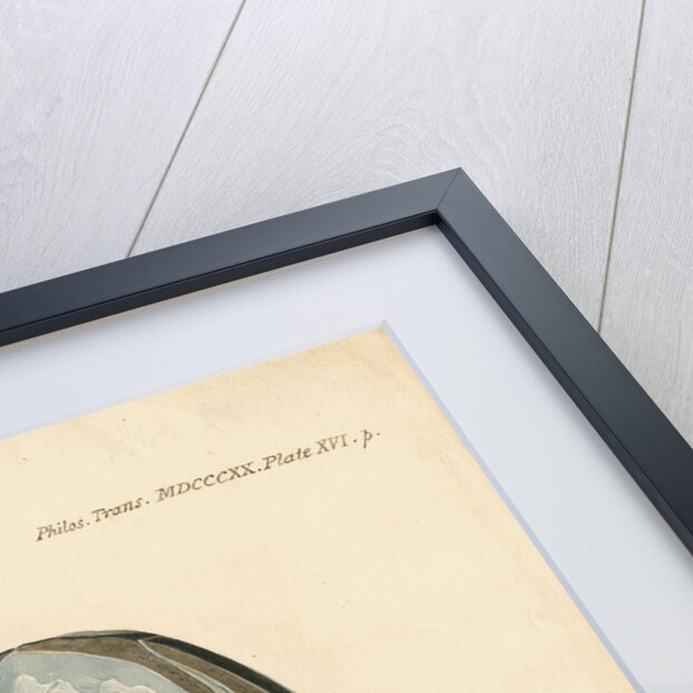 Nasal bones of the Proteosaurus [Ichthyosaur] by William Clift