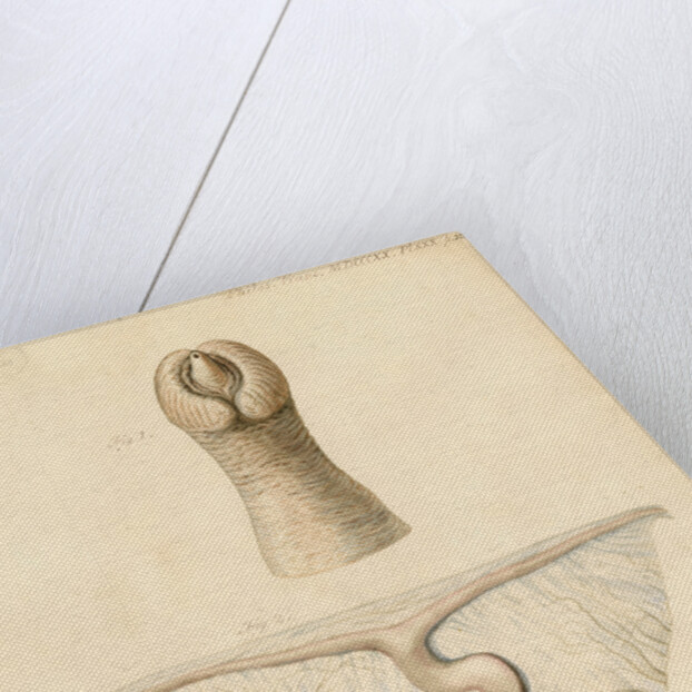 Dugong sexual organs by William Clift