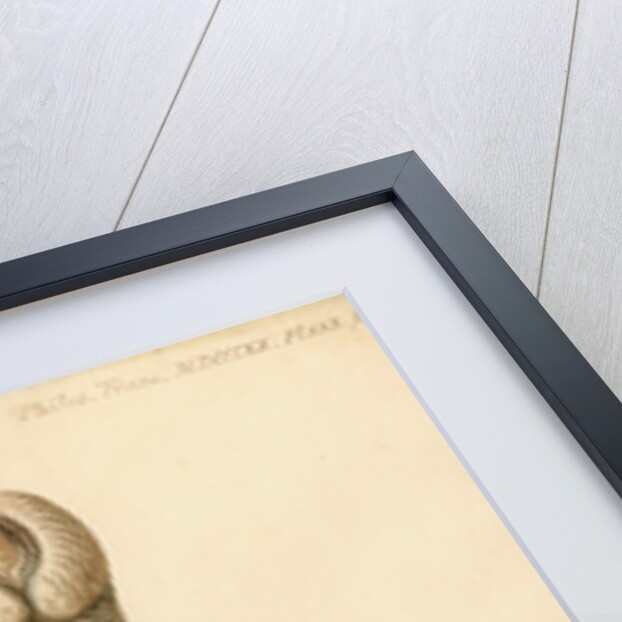 Dugong sexual organs by William Clift