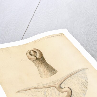 Dugong sexual organs by William Clift