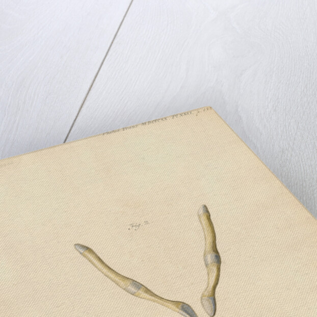 Dugong pelvic bones by William Clift