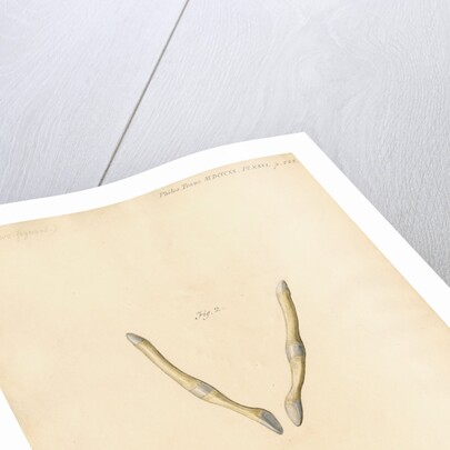 Dugong pelvic bones by William Clift