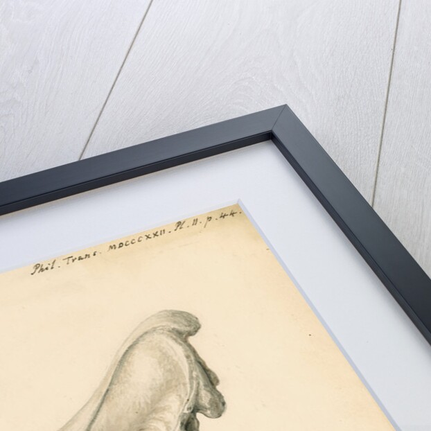 Rhinoceros skull by William Clift