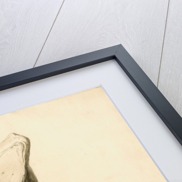 Fossil rhinoceros skull by William Clift