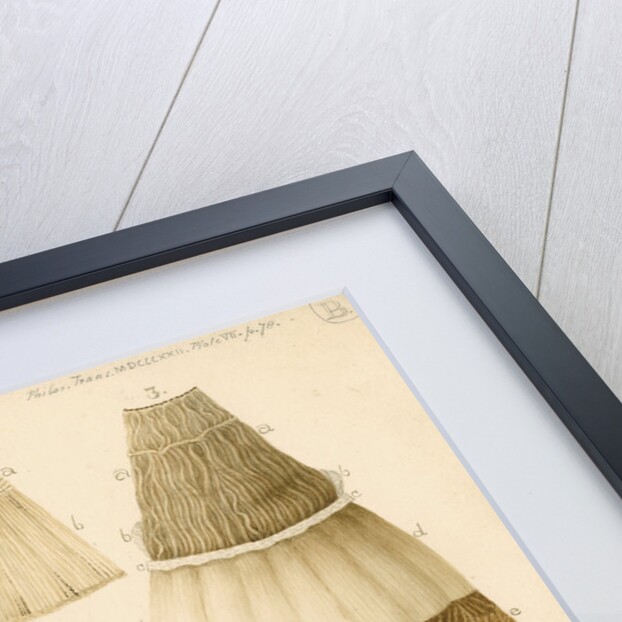 Human eye by Franz Andreas Bauer