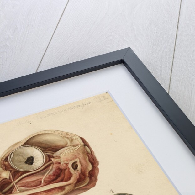 Goose head and eye by Franz Andreas Bauer