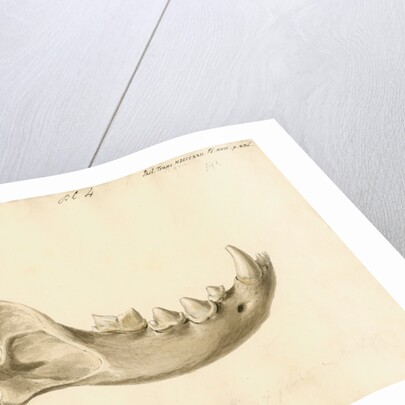 Hyaena jaw by Thomas Webster