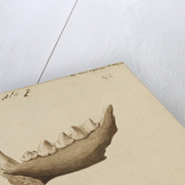 Hyaena jaw by Mary Morland