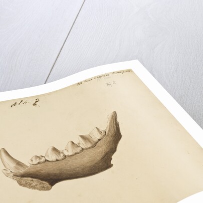 Hyaena jaw by Mary Morland