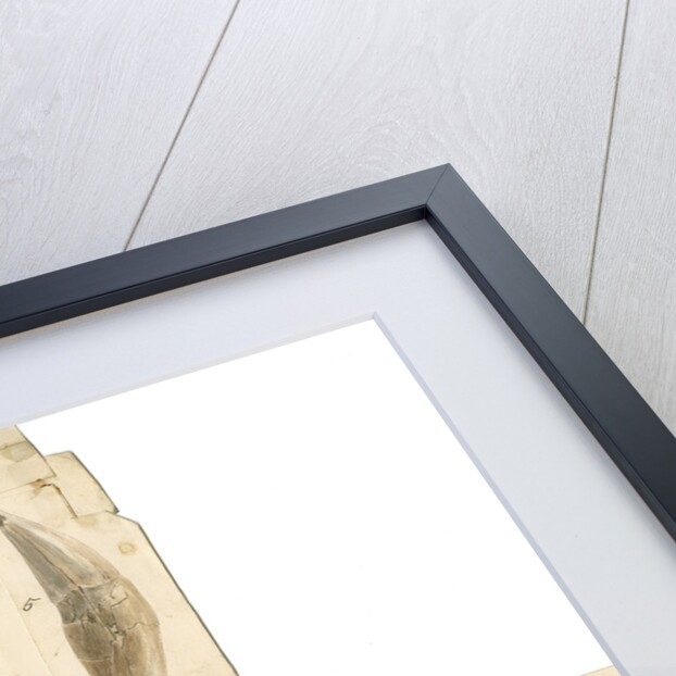 Fossil teeth of hyaena, bear, tiger, fox, wolf and weasel by Thomas Webster