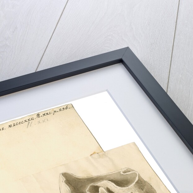 Fossil teeth of elephant and rhinoceros by Thomas Webster