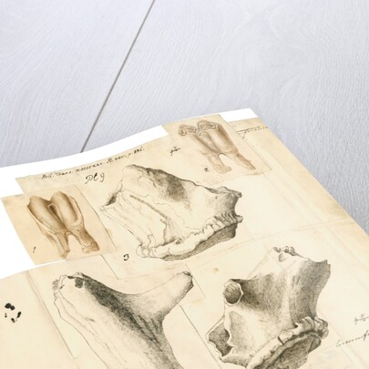 Fossil deer teeth and antlers by Frances Duncombe