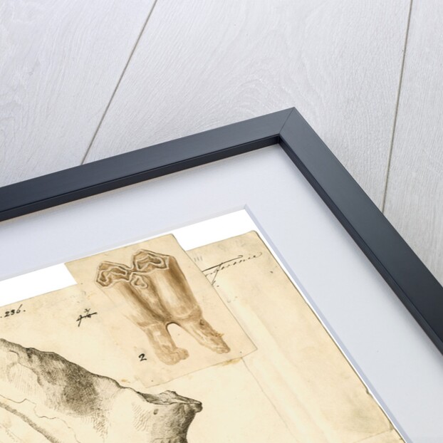 Fossil deer teeth and antlers by Frances Duncombe