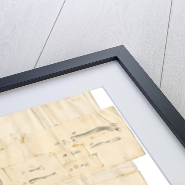 Fossil teeth and bones of water-rat, mouse, rabbit, raven, lark, pigeon and duck by Thomas Webster