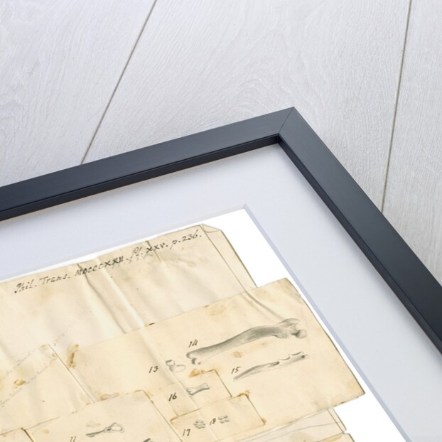 Fossil teeth and bones of water-rat, mouse, rabbit, raven, lark, pigeon and duck by Thomas Webster