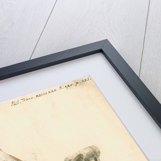 Fossil teeth and bones of boar by H O'Neil