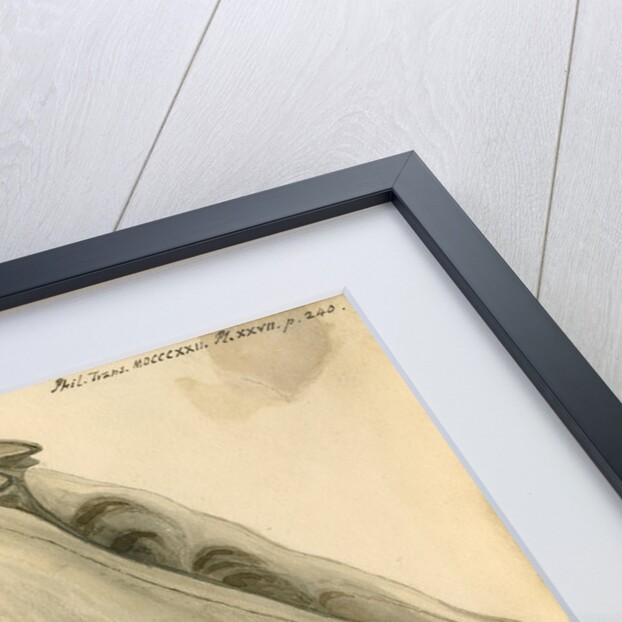 Seal skull by William Clift