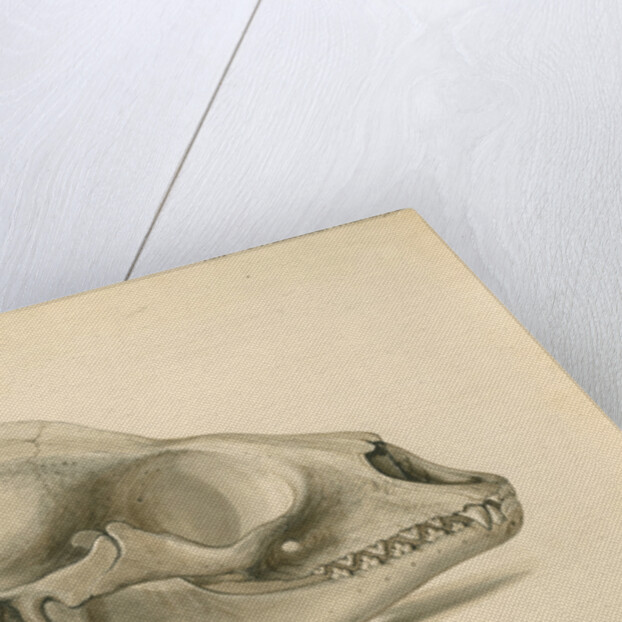 Orkney seal skull by William Clift