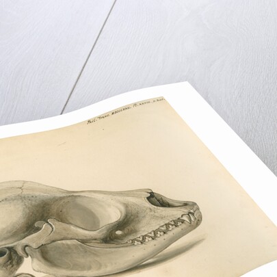 Orkney seal skull by William Clift