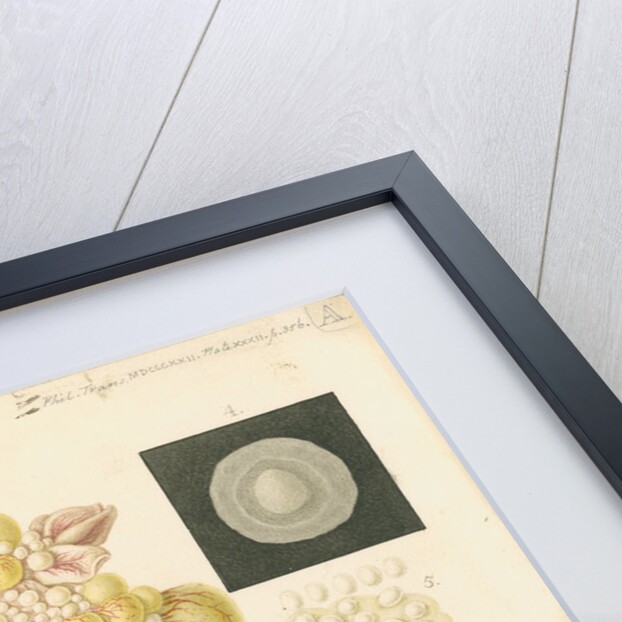 Ovum of a hen and egg yolks by Franz Andreas Bauer