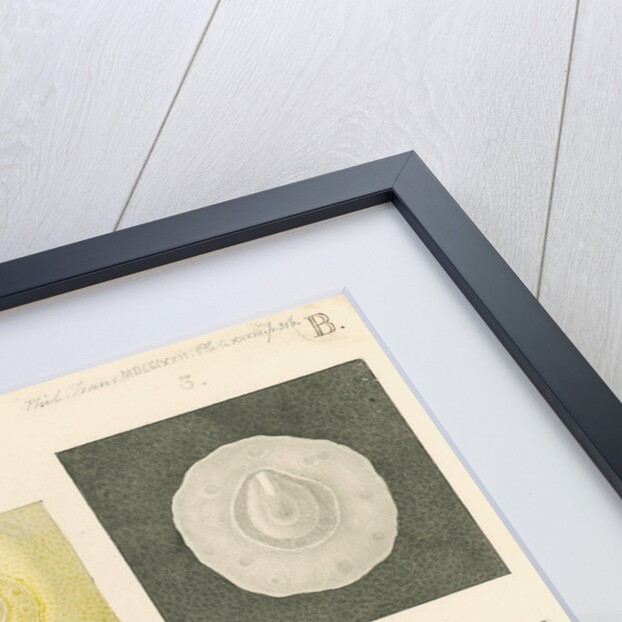 Embryo development in a hen's egg by Franz Andreas Bauer