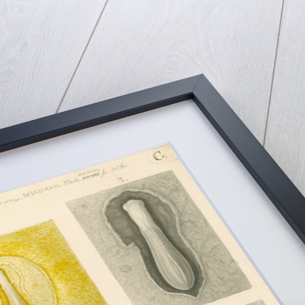 Embryo development in a hen's egg by Franz Andreas Bauer