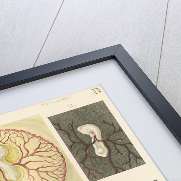 Embryo development in a hen's egg by Franz Andreas Bauer