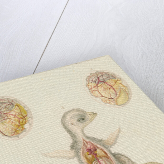 Hen's egg and dissected embryo by Franz Andreas Bauer
