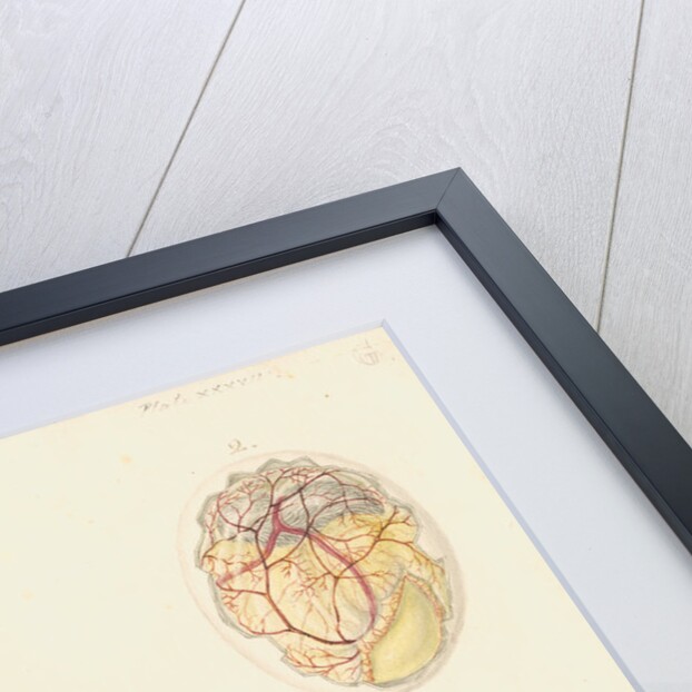 Hen's egg and dissected embryo by Franz Andreas Bauer