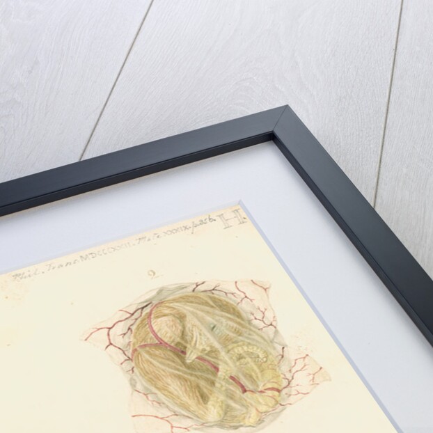 Hen's egg and dissected embryo by Franz Andreas Bauer