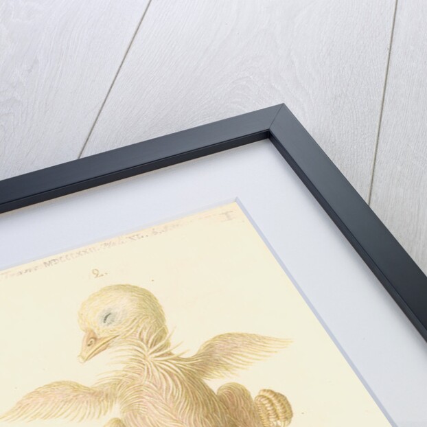 Chicken embryo by Franz Andreas Bauer