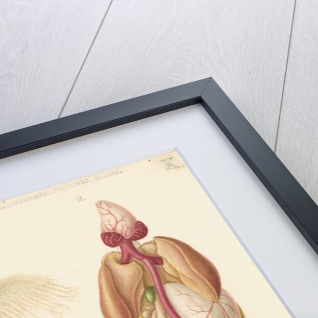 Dissected chick by Franz Andreas Bauer