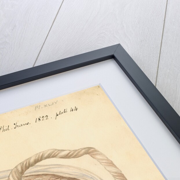 Monkey placenta by William Clift