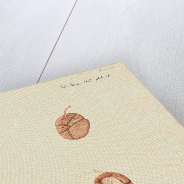 Rabbit placenta by William Clift