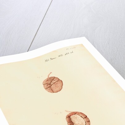 Rabbit placenta by William Clift