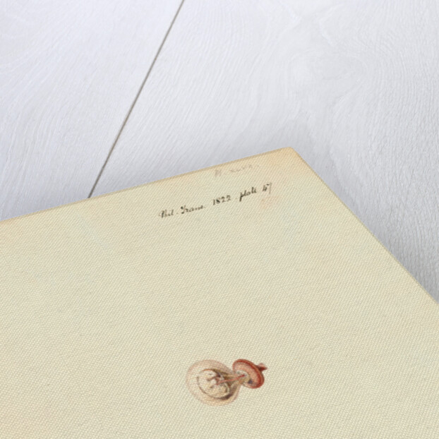 Rat foetus and placenta by William Clift