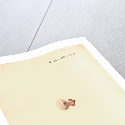 Rat foetus and placenta by William Clift