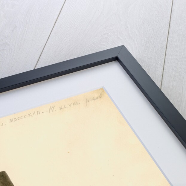 Deer, sheep and goat placenta details by William Clift